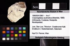 Foto (Objket + Etiketten) von Cracensigillatus acutirostrus (Moericke, 1889) 